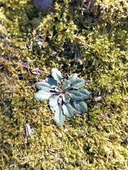 Arabidopsis thaliana