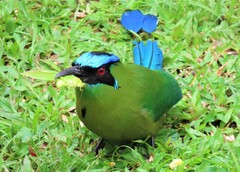 Momotus aequatorialis