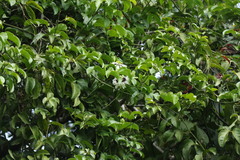 Passiflora edulis flavicarpa