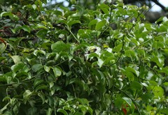 Passiflora edulis flavicarpa