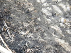 Sceloporus occidentalis occidentalis