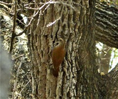 Lepidocolaptes angustirostris