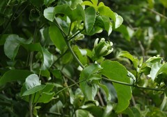 Passiflora edulis flavicarpa