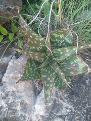 Aloe greatheadii davyana