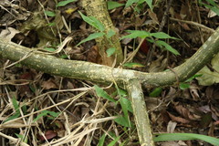 Passiflora edulis flavicarpa