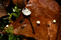Marasmius epiphyllus