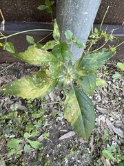 Amaranthus polygonoides