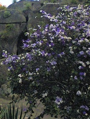 Brunfelsia uniflora