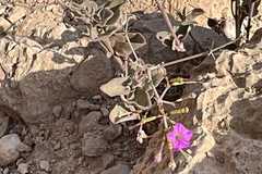 Commicarpus