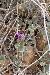 Commicarpus