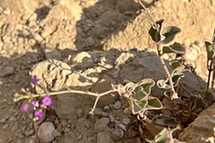 Commicarpus
