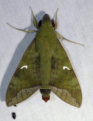 Nephele comma