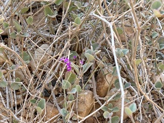 Commicarpus
