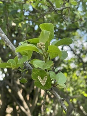 Cordia quercifolia