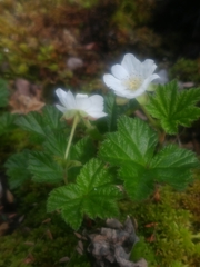 Papilio machaon aliaska