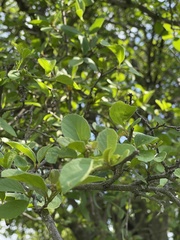 Cordia quercifolia