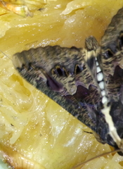 Sphingomorpha chlorea