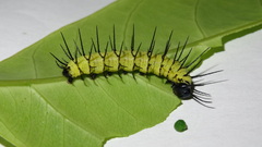 Heliconius eratosignis