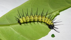 Heliconius eratosignis