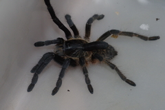 Ceratogyrus attonitifer