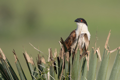 Centropus senegalensis