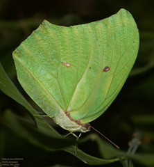 Anteos maerula