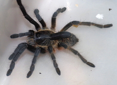 Ceratogyrus attonitifer