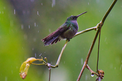 Chrysuronia coeruleogularis