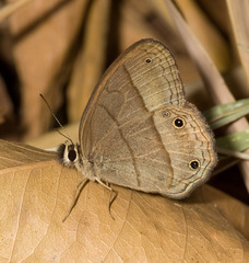 Cissia