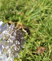 Eristalis
