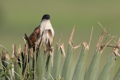 Centropus senegalensis