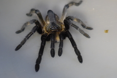 Ceratogyrus attonitifer