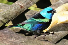 Stilpnia cyanicollis