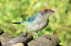 Stilpnia vitriolina