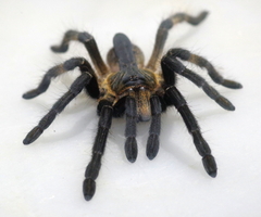 Ceratogyrus attonitifer