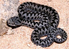 Vipera aspis zinnikeri
