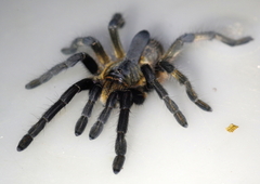 Ceratogyrus attonitifer