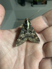 Sphingomorpha chlorea