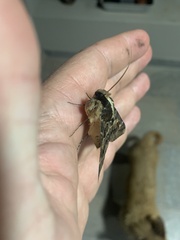 Sphingomorpha chlorea