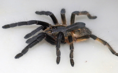 Ceratogyrus attonitifer