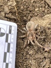 Homoeomma uruguayense