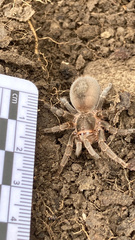 Homoeomma uruguayense