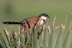 Centropus senegalensis