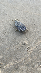 Chilomycterus schoepfii