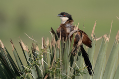 Centropus senegalensis