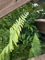 Nephrolepis exaltata