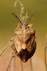 Carpocoris melanocerus