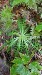 Cirsium palustre