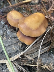 Psilocybe allenii
