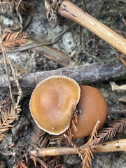 Psilocybe allenii